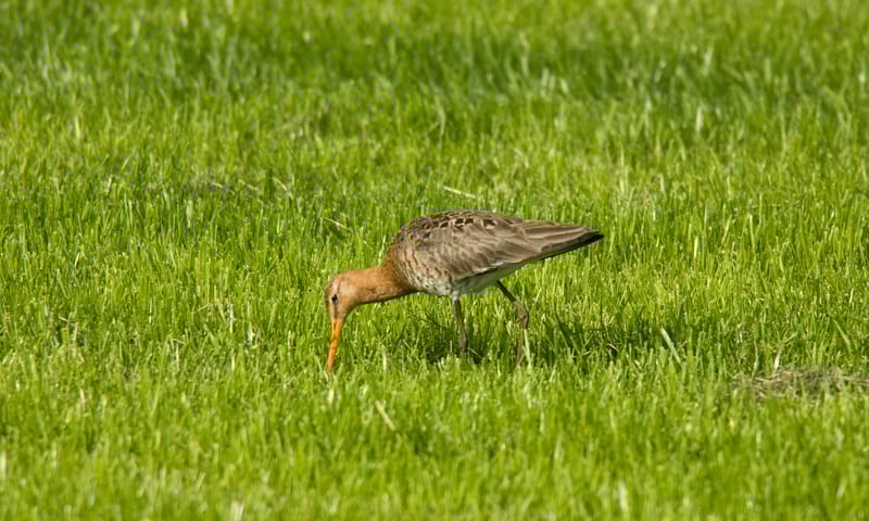 Grutto