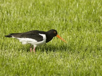 Weidevogels kijken bij de Bovenlanden, Nieuwkoopse Plassen