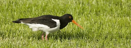 Weidevogels kijken bij de Bovenlanden, Nieuwkoopse Plassen