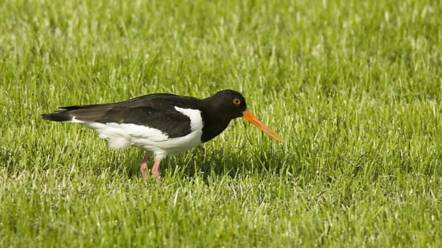 Weidevogels kijken bij de Bovenlanden, Nieuwkoopse Plassen