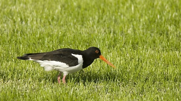 Weidevogels kijken bij de Bovenlanden, Nieuwkoopse Plassen