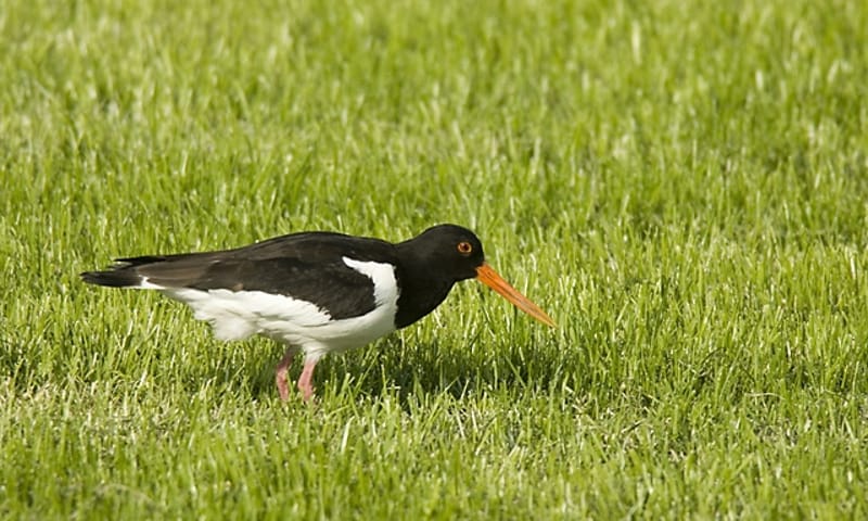 De Poel