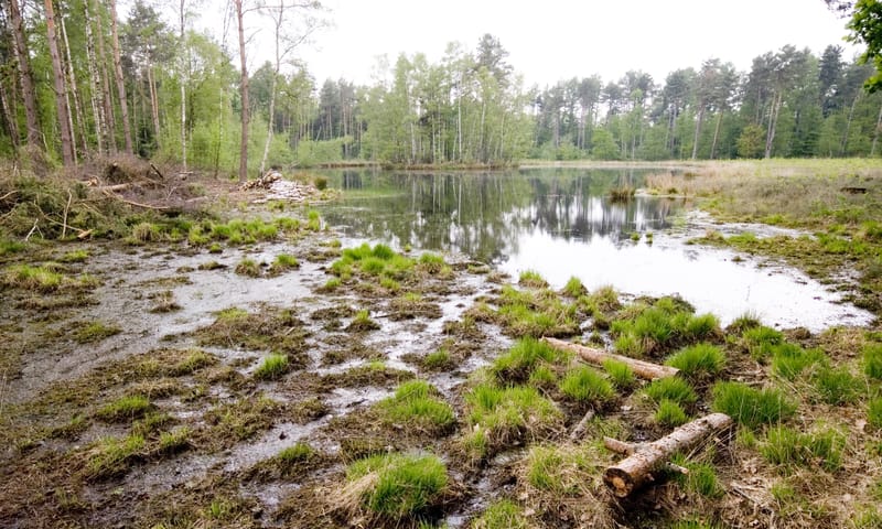 Roderveld