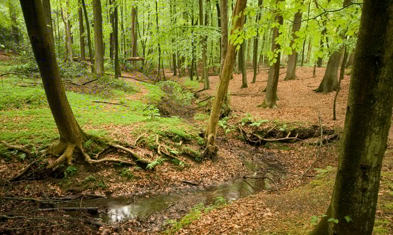 Bospad Natuurmonumenten