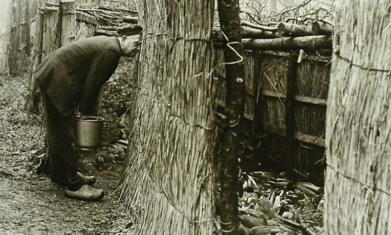 Eendenkooi De Wieden