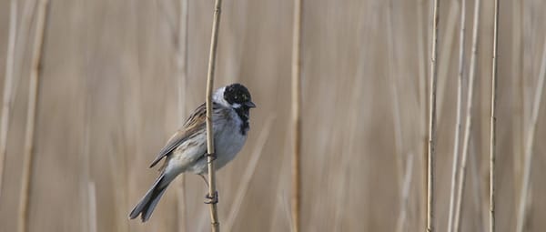 Zingende rietvogels Zingende rietvogels