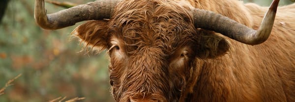 Schotse hooglanders