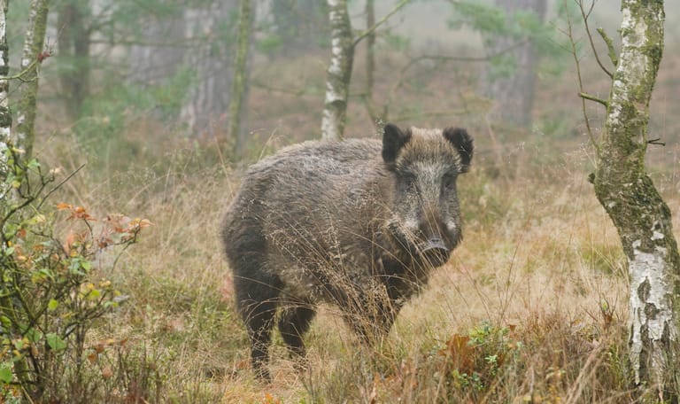 wild zwijn wild zwijn planken wambuis