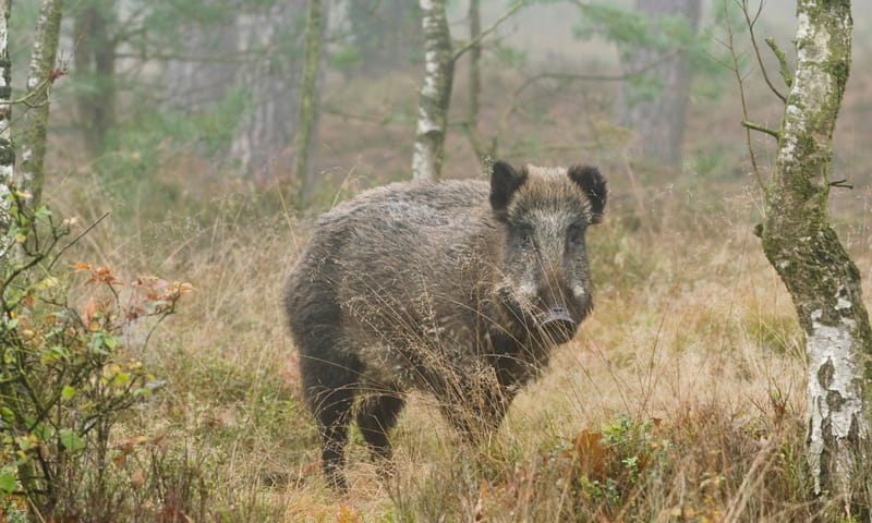 wild zwijn planken wambuis
