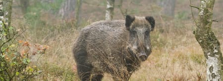 wild zwijn planken wambuis