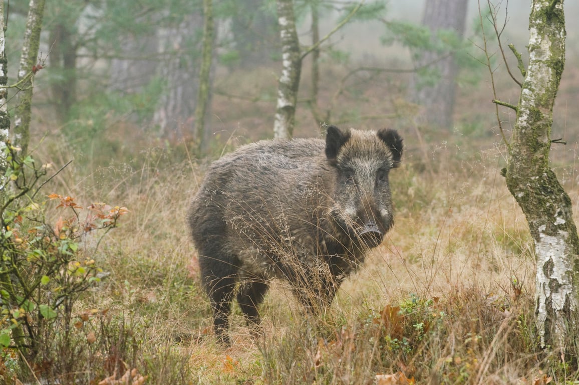 Wild speuren per huifkar op Planken Wambuis - Otterlo