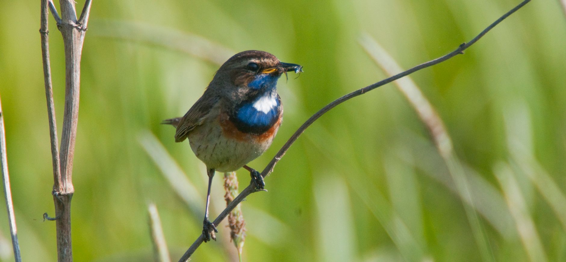 Horstermeerpolder Natuurmonumenten