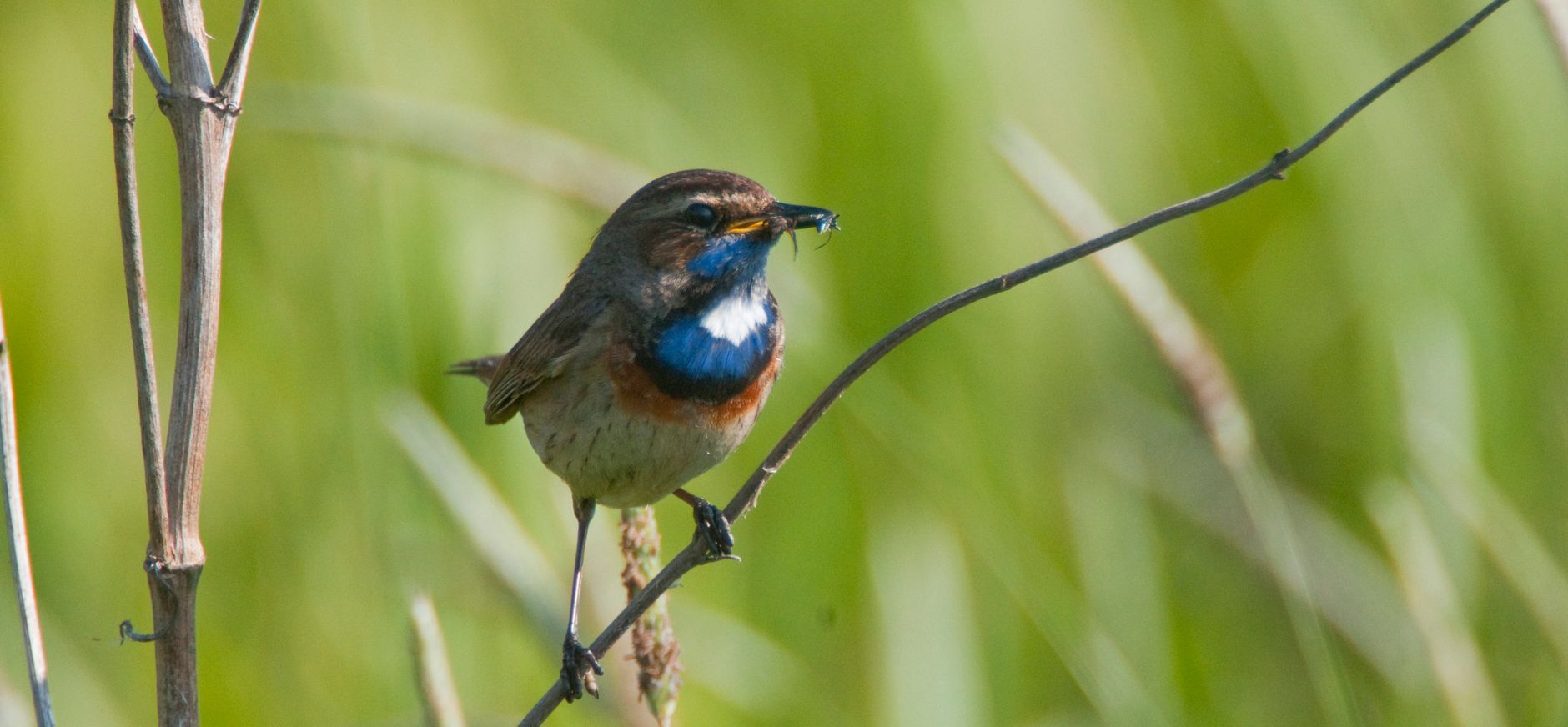 Horstermeerpolder Natuurmonumenten