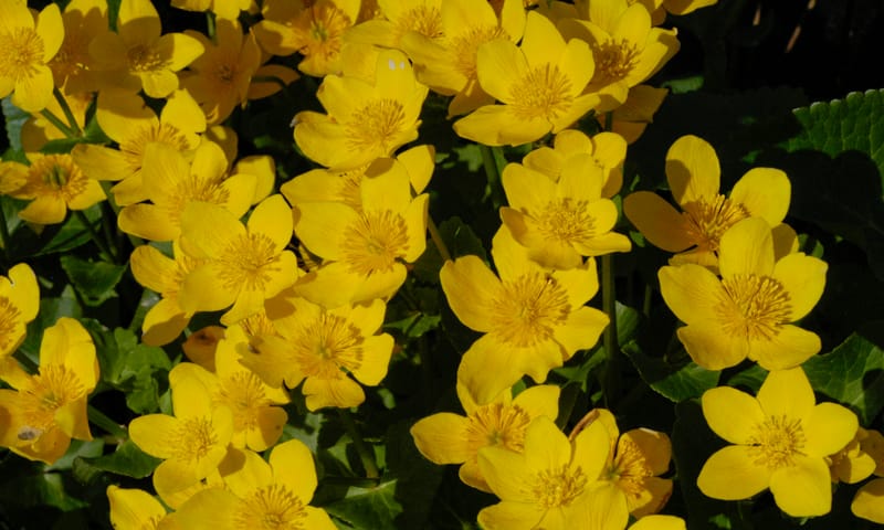 Bloem Natuurmonumenten