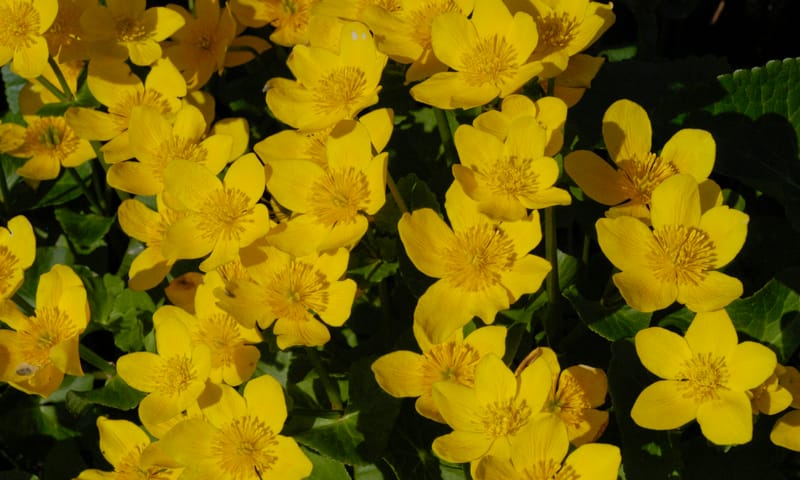 Bloem Natuurmonumenten