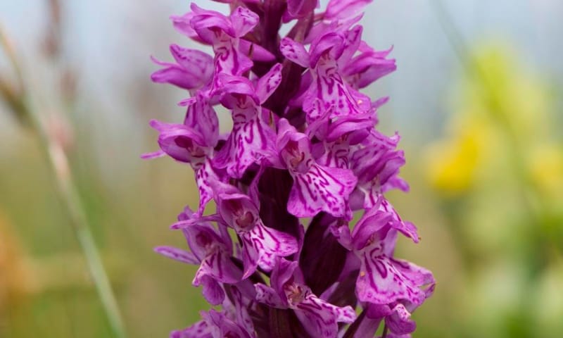 Orchidee Natuurmonumenten