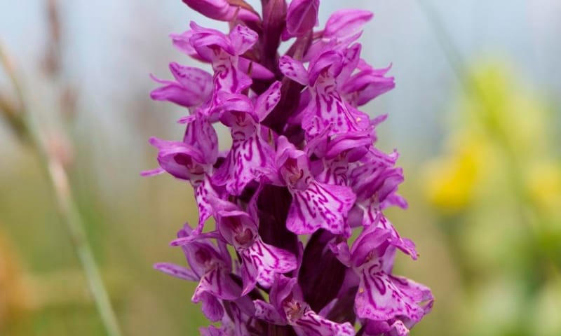 Orchidee Natuurmonumenten
