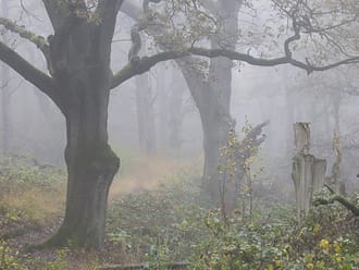 Wandelroute Wolfheze, vlakbij Arnhem