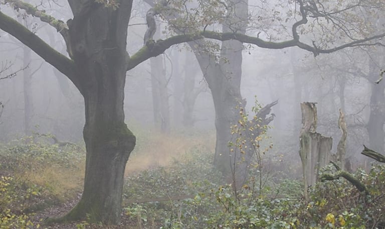 Wandelroute Wolfheze, vlakbij Arnhem