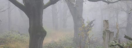 Wandelroute Wolfheze, vlakbij Arnhem