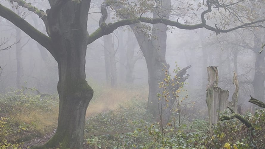 Wandelroute Wolfheze, vlakbij Arnhem