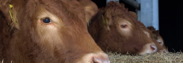 Kijkboerderij 't Hoogeveld
