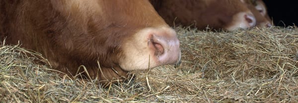 Kijkboerderij 't Hoogeveld Kijkboerderij 't Hoogeveld