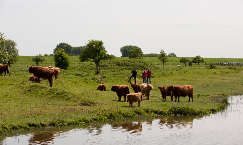 Vroege wilderniswandeling door Dintelse Gorzen