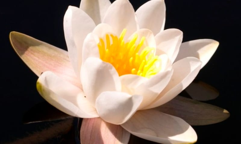 Witte waterlelie