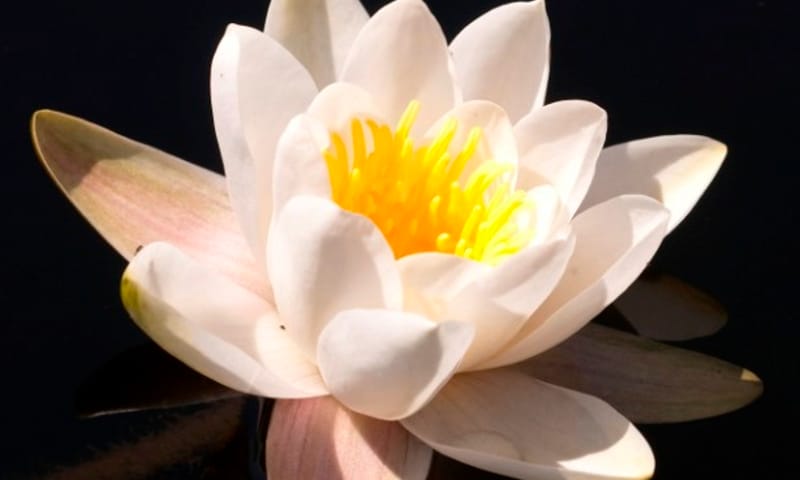 Witte waterlelie