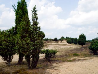 Jeneverbesroute Mantingerveld, vlakbij Hoogeveen