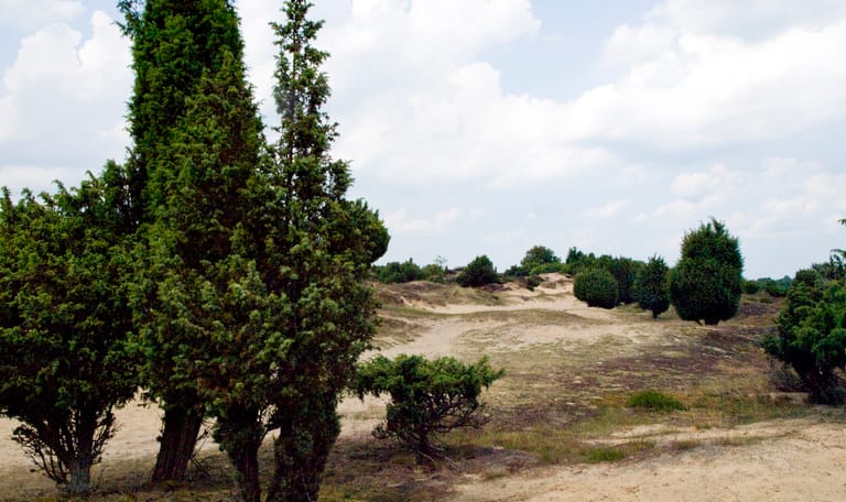 Jeneverbesroute Mantingerveld, vlakbij Hoogeveen