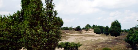 Jeneverbesroute Mantingerveld, vlakbij Hoogeveen