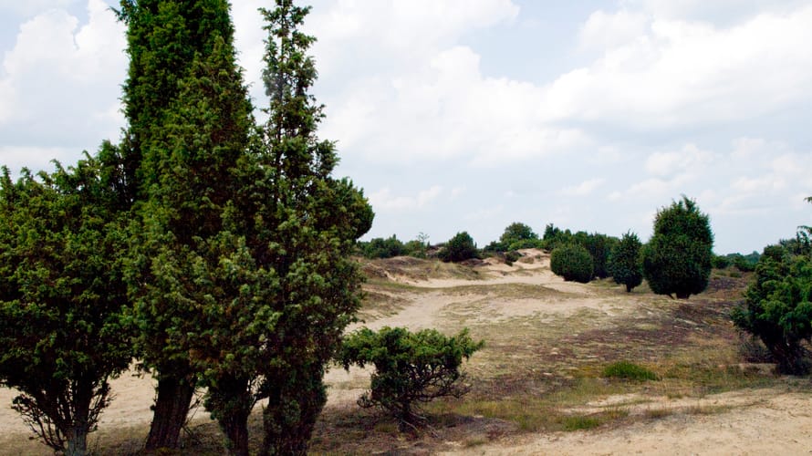 Jeneverbesroute Mantingerveld, vlakbij Hoogeveen