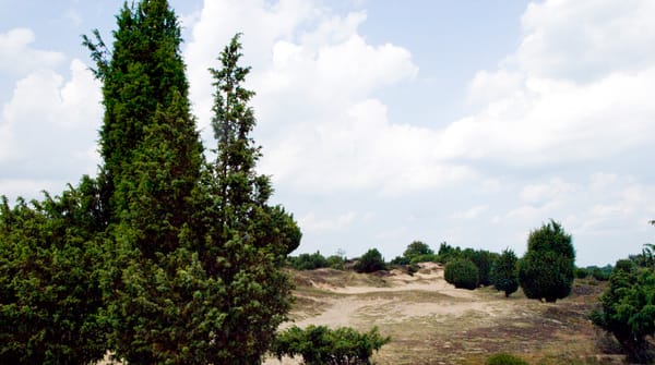 Jeneverbesroute Mantingerveld, vlakbij Hoogeveen