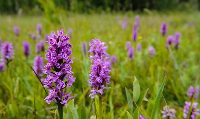 gevlekte orchis