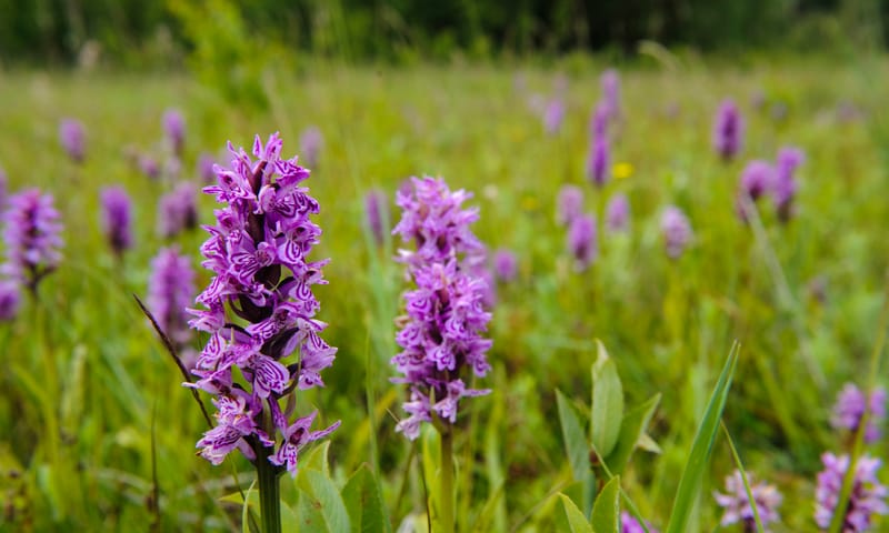 gevlekte orchis