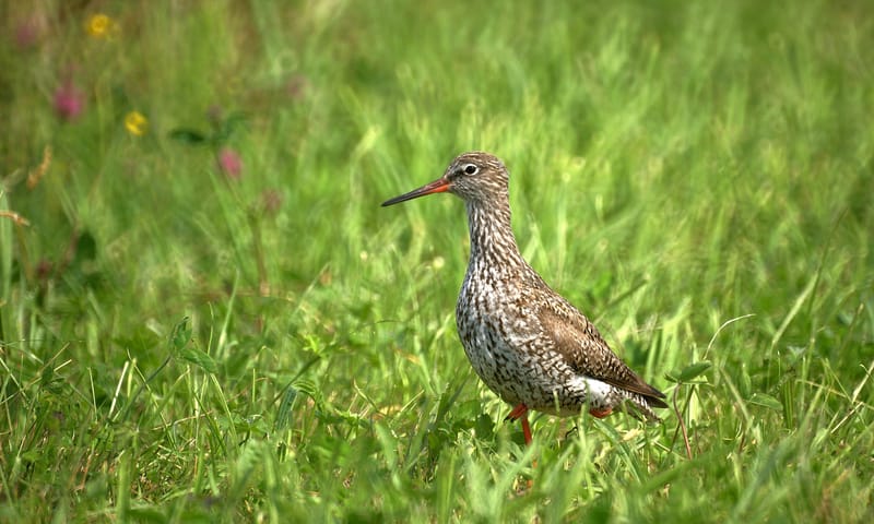 Steltloper