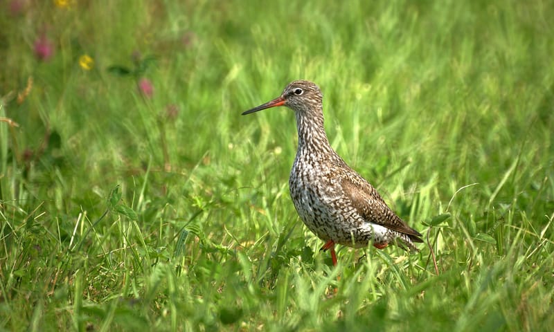 Steltloper