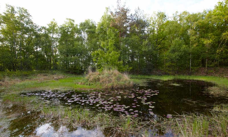 Waterlelie in het Galgenven