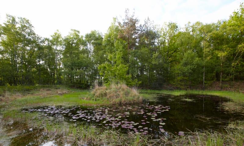 Waterlelie in het Galgenven