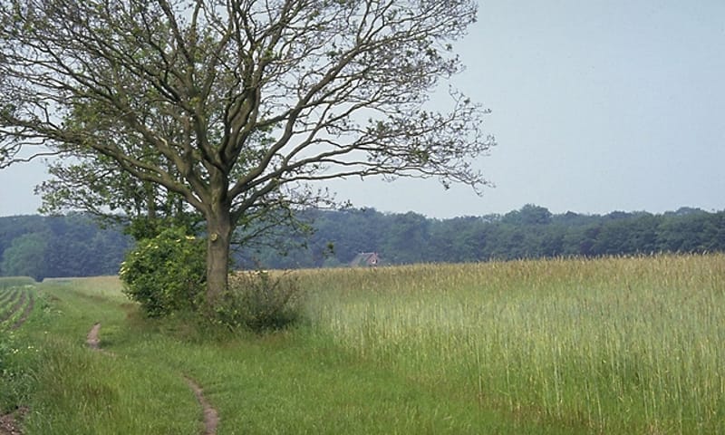 Corversbos