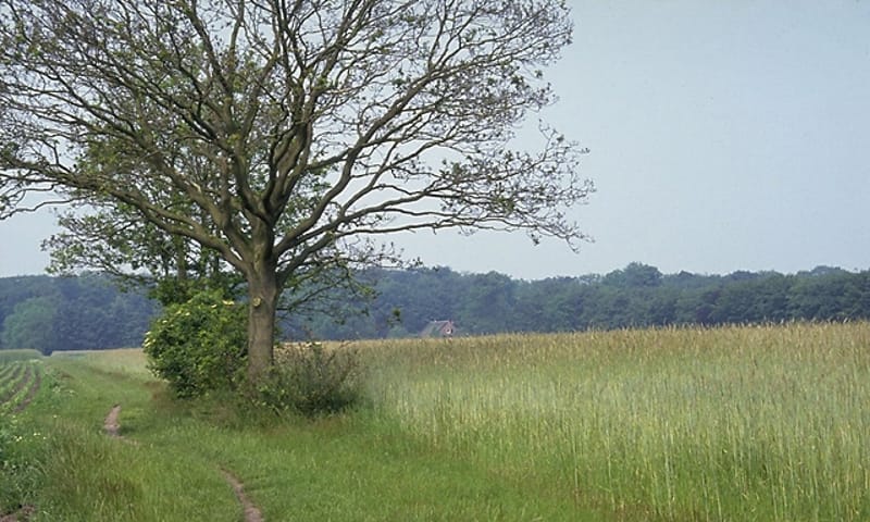 Corversbos