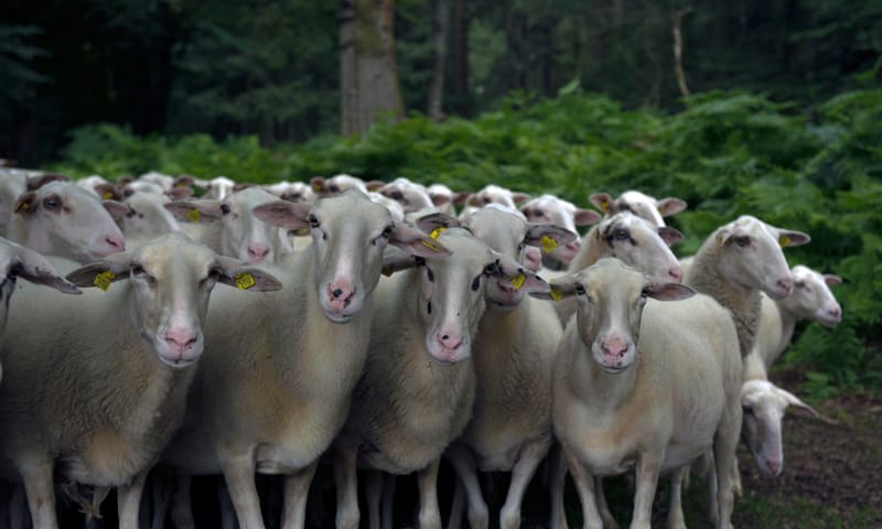 Schapen