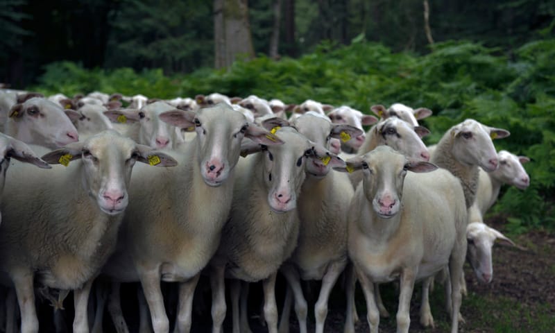Schapen