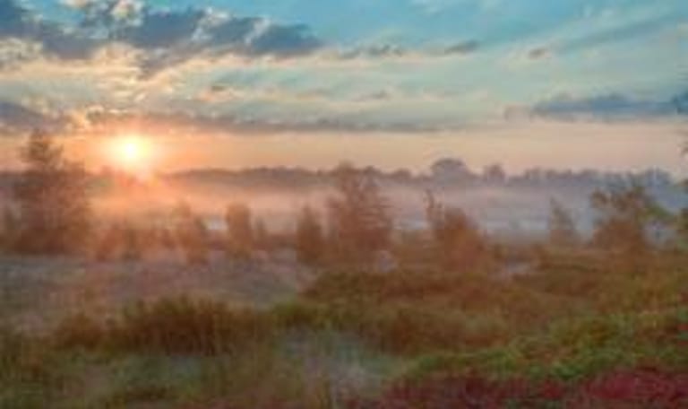 Veenexcursie Korenburgerveen - Winterswijk