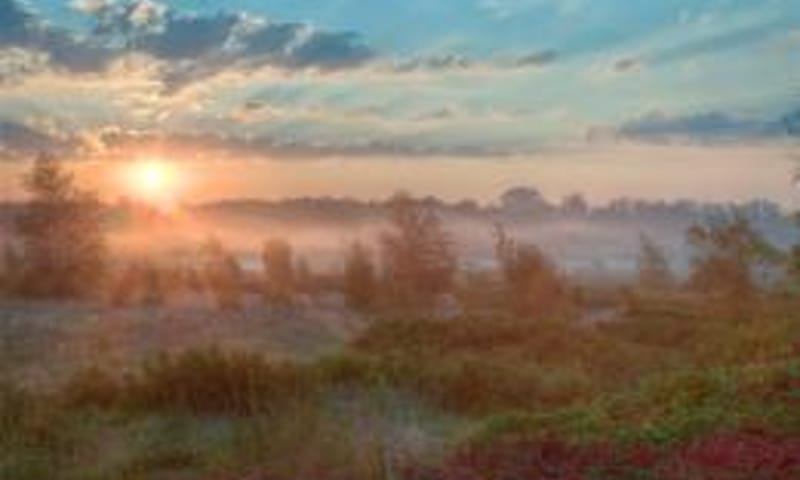 Veenexcursie Korenburgerveen - Winterswijk