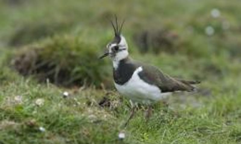 Weidevogels spotten met boer Jeroen