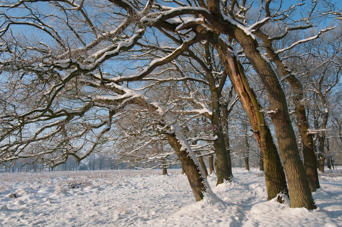 OERRR Winterwandeling door het Dal van de Ruiten Aa