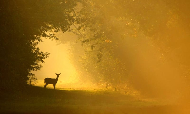 Reeën kijken in het Corversbos